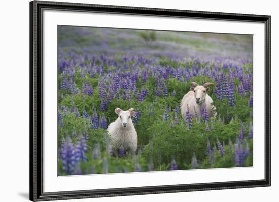 Stray from the Flock-Andreas Stridsberg-Framed Giclee Print