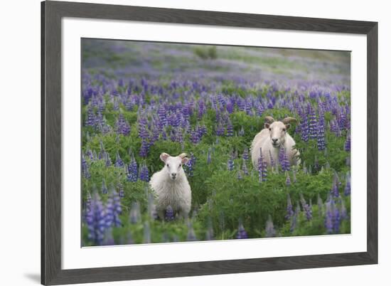 Stray from the Flock-Andreas Stridsberg-Framed Giclee Print