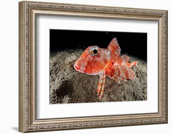 Streaked gurnard portrait, Costa Amalfitana, Italy, Tyrrhenian Sea-Franco Banfi-Framed Photographic Print