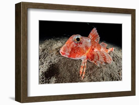 Streaked gurnard portrait, Costa Amalfitana, Italy, Tyrrhenian Sea-Franco Banfi-Framed Photographic Print