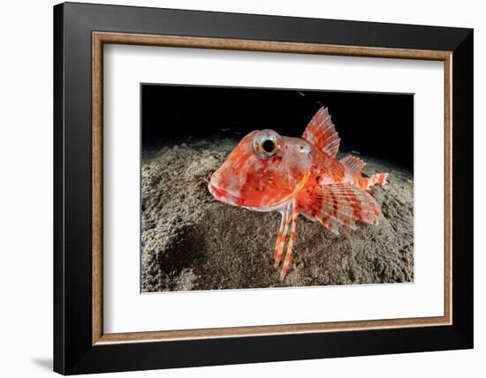 Streaked gurnard portrait, Costa Amalfitana, Italy, Tyrrhenian Sea-Franco Banfi-Framed Photographic Print