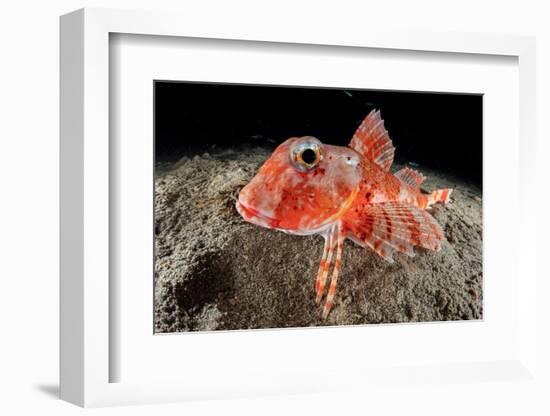 Streaked gurnard portrait, Costa Amalfitana, Italy, Tyrrhenian Sea-Franco Banfi-Framed Photographic Print