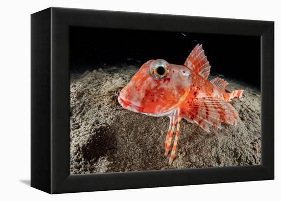 Streaked gurnard portrait, Costa Amalfitana, Italy, Tyrrhenian Sea-Franco Banfi-Framed Premier Image Canvas