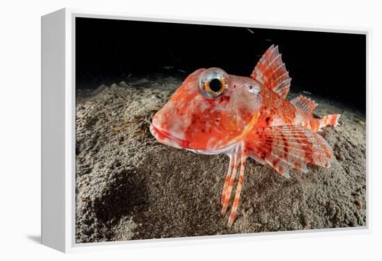 Streaked gurnard portrait, Costa Amalfitana, Italy, Tyrrhenian Sea-Franco Banfi-Framed Premier Image Canvas