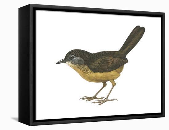 Streaked Long-Tailed Wren-Babbler (Spelaeornis Chocolatinus), Birds-Encyclopaedia Britannica-Framed Stretched Canvas