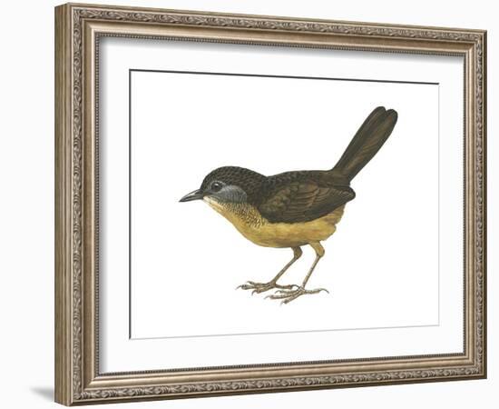 Streaked Long-Tailed Wren-Babbler (Spelaeornis Chocolatinus), Birds-Encyclopaedia Britannica-Framed Art Print