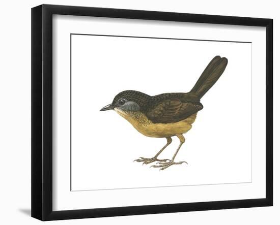 Streaked Long-Tailed Wren-Babbler (Spelaeornis Chocolatinus), Birds-Encyclopaedia Britannica-Framed Art Print