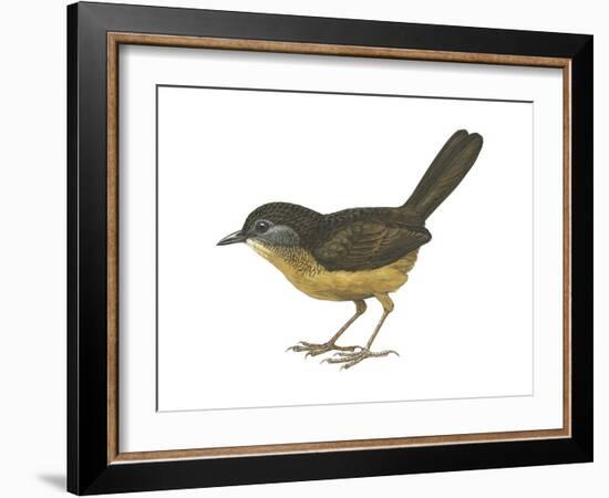 Streaked Long-Tailed Wren-Babbler (Spelaeornis Chocolatinus), Birds-Encyclopaedia Britannica-Framed Art Print