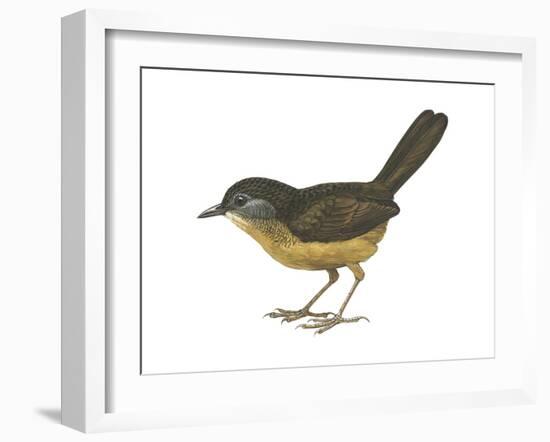 Streaked Long-Tailed Wren-Babbler (Spelaeornis Chocolatinus), Birds-Encyclopaedia Britannica-Framed Art Print