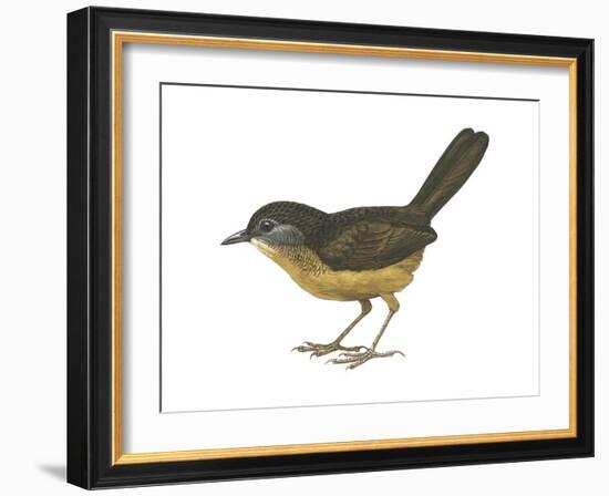 Streaked Long-Tailed Wren-Babbler (Spelaeornis Chocolatinus), Birds-Encyclopaedia Britannica-Framed Art Print