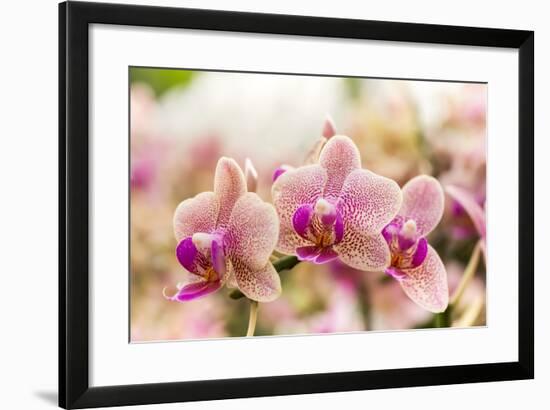 Streaked Orchid Flowers. Beautiful Orchid Flowers.-pojvistaimage-Framed Photographic Print
