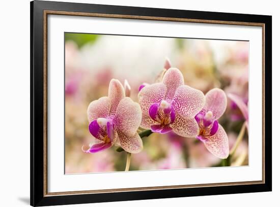 Streaked Orchid Flowers. Beautiful Orchid Flowers.-pojvistaimage-Framed Photographic Print