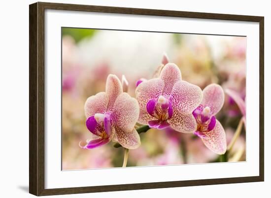 Streaked Orchid Flowers. Beautiful Orchid Flowers.-pojvistaimage-Framed Photographic Print