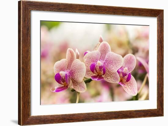 Streaked Orchid Flowers. Beautiful Orchid Flowers.-pojvistaimage-Framed Photographic Print