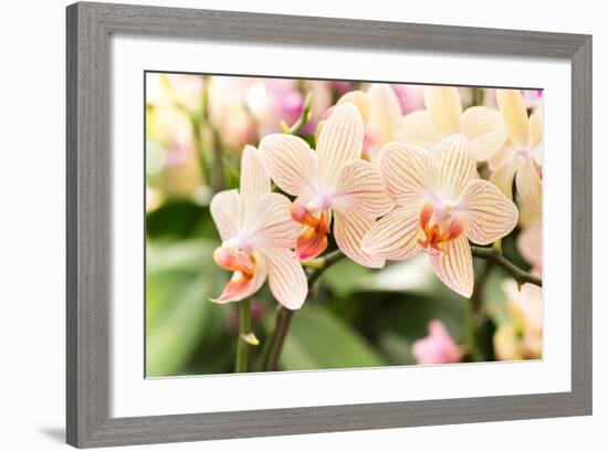 Streaked Orchid Flowers. Beautiful Orchid Flowers.-pojvistaimage-Framed Photographic Print