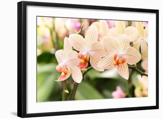 Streaked Orchid Flowers. Beautiful Orchid Flowers.-pojvistaimage-Framed Photographic Print