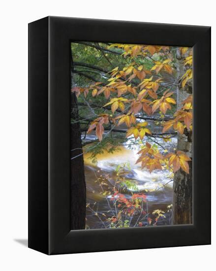 Stream and Fall Foliage, New Hampshire, USA-Nancy Rotenberg-Framed Premier Image Canvas