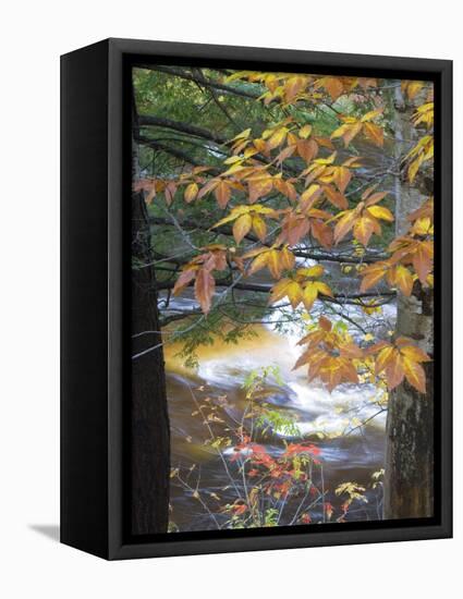 Stream and Fall Foliage, New Hampshire, USA-Nancy Rotenberg-Framed Premier Image Canvas