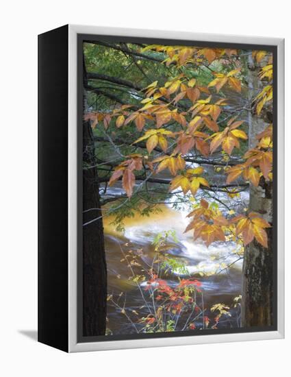 Stream and Fall Foliage, New Hampshire, USA-Nancy Rotenberg-Framed Premier Image Canvas