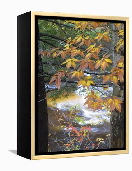 Stream and Fall Foliage, New Hampshire, USA-Nancy Rotenberg-Framed Premier Image Canvas