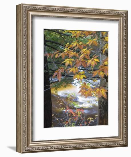 Stream and Fall Foliage, New Hampshire, USA-Nancy Rotenberg-Framed Photographic Print