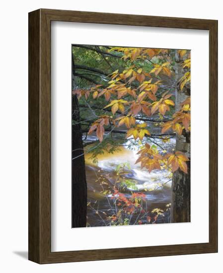 Stream and Fall Foliage, New Hampshire, USA-Nancy Rotenberg-Framed Photographic Print