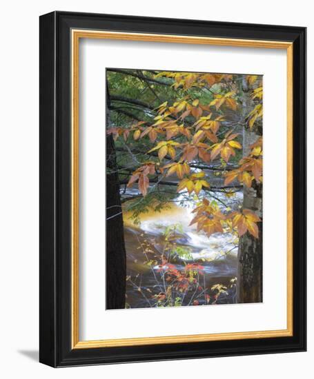 Stream and Fall Foliage, New Hampshire, USA-Nancy Rotenberg-Framed Photographic Print