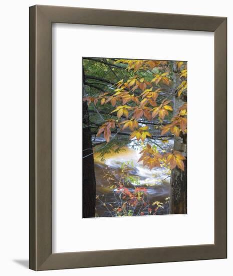 Stream and Fall Foliage, New Hampshire, USA-Nancy Rotenberg-Framed Photographic Print