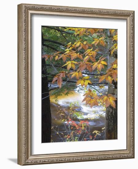 Stream and Fall Foliage, New Hampshire, USA-Nancy Rotenberg-Framed Photographic Print