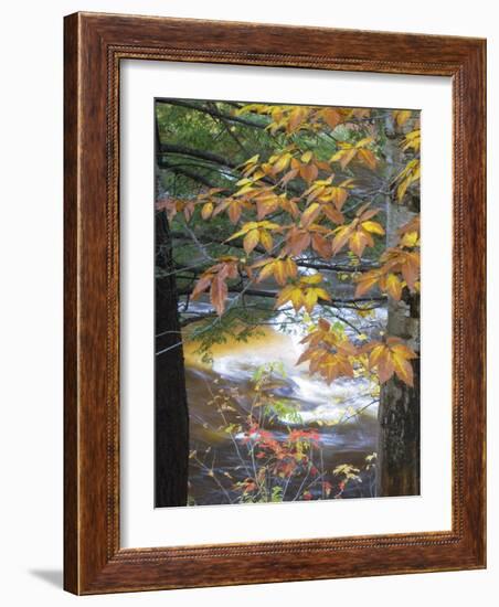 Stream and Fall Foliage, New Hampshire, USA-Nancy Rotenberg-Framed Photographic Print