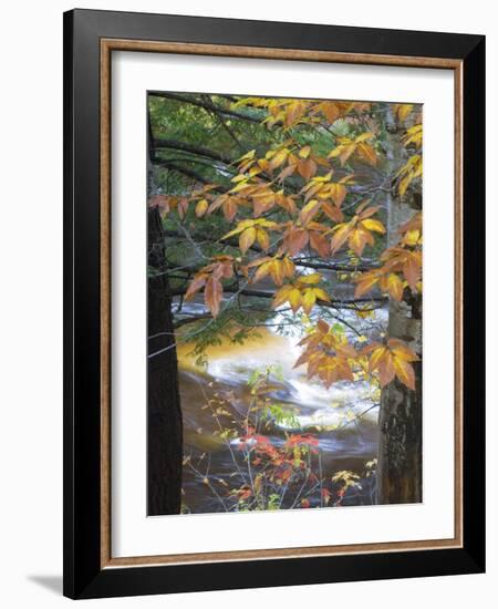 Stream and Fall Foliage, New Hampshire, USA-Nancy Rotenberg-Framed Photographic Print