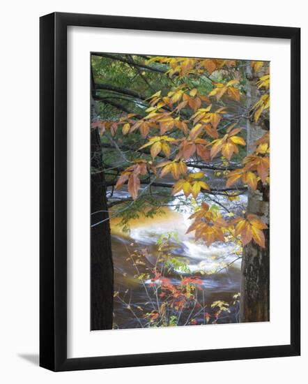 Stream and Fall Foliage, New Hampshire, USA-Nancy Rotenberg-Framed Photographic Print