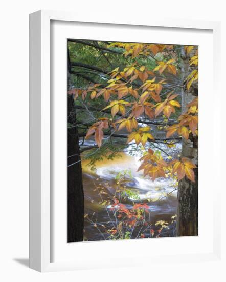 Stream and Fall Foliage, New Hampshire, USA-Nancy Rotenberg-Framed Photographic Print