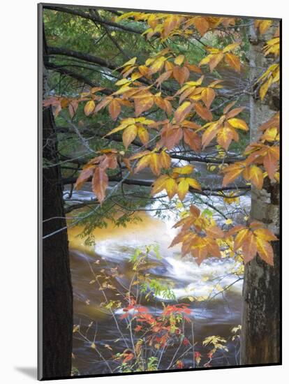 Stream and Fall Foliage, New Hampshire, USA-Nancy Rotenberg-Mounted Photographic Print