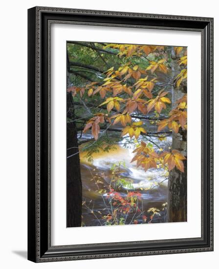 Stream and Fall Foliage, New Hampshire, USA-Nancy Rotenberg-Framed Photographic Print