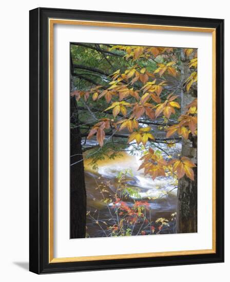 Stream and Fall Foliage, New Hampshire, USA-Nancy Rotenberg-Framed Photographic Print