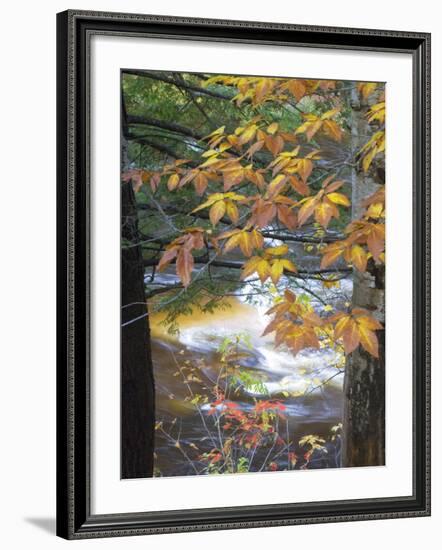 Stream and Fall Foliage, New Hampshire, USA-Nancy Rotenberg-Framed Photographic Print