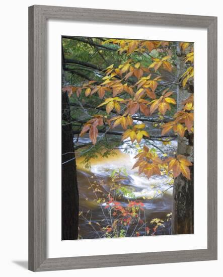 Stream and Fall Foliage, New Hampshire, USA-Nancy Rotenberg-Framed Photographic Print