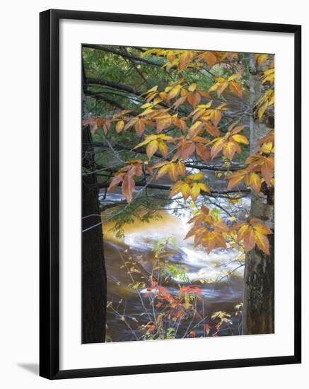 Stream and Fall Foliage, New Hampshire, USA-Nancy Rotenberg-Framed Photographic Print