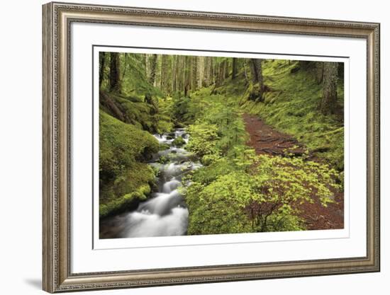 Stream And Forest Path-Donald Paulson-Framed Giclee Print