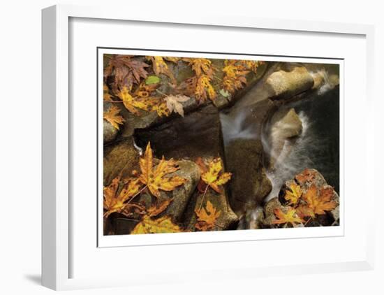 Stream and Maple-Donald Paulson-Framed Giclee Print