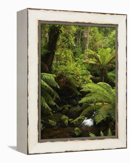 Stream and Tree Ferns, Mount Field National Park, UNESCO World Heritage Site, Tasmania, Australia-Jochen Schlenker-Framed Premier Image Canvas