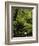 Stream and Tree Ferns, Mount Field National Park, UNESCO World Heritage Site, Tasmania, Australia-Jochen Schlenker-Framed Photographic Print