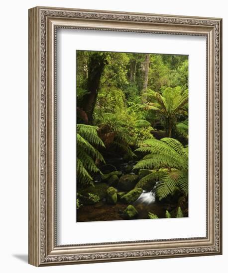 Stream and Tree Ferns, Mount Field National Park, UNESCO World Heritage Site, Tasmania, Australia-Jochen Schlenker-Framed Photographic Print