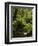 Stream and Tree Ferns, Mount Field National Park, UNESCO World Heritage Site, Tasmania, Australia-Jochen Schlenker-Framed Photographic Print