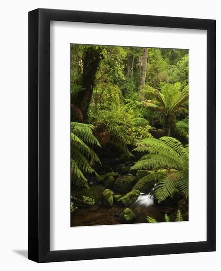 Stream and Tree Ferns, Mount Field National Park, UNESCO World Heritage Site, Tasmania, Australia-Jochen Schlenker-Framed Photographic Print