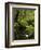 Stream and Tree Ferns, Mount Field National Park, UNESCO World Heritage Site, Tasmania, Australia-Jochen Schlenker-Framed Photographic Print