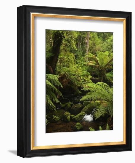 Stream and Tree Ferns, Mount Field National Park, UNESCO World Heritage Site, Tasmania, Australia-Jochen Schlenker-Framed Photographic Print