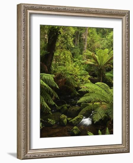 Stream and Tree Ferns, Mount Field National Park, UNESCO World Heritage Site, Tasmania, Australia-Jochen Schlenker-Framed Photographic Print