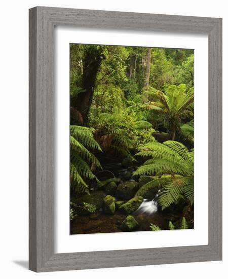 Stream and Tree Ferns, Mount Field National Park, UNESCO World Heritage Site, Tasmania, Australia-Jochen Schlenker-Framed Photographic Print